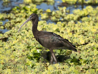 Glossy Ibis, Plegadis falcinellus, Florida, USA