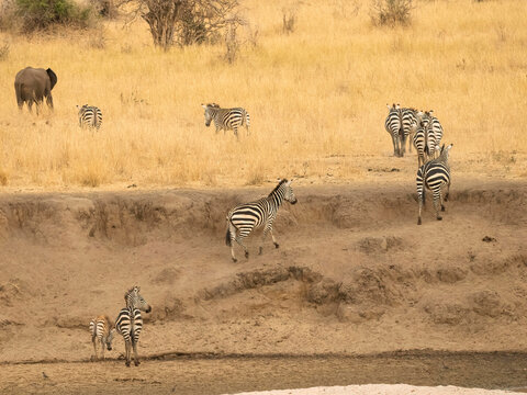 Common Zebra, Equus burchellii, herd, seronera, Tanzania, Africa