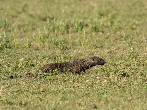 Egyptian Mongoose, Herpestes ichneumon, Tanzania, Africa