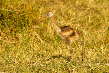 Gray Crowned Crane, Balearica regulorum, Kenya, Africa