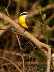 Lesser Kiskadee, Philohydor lictor, perched, Brazil, South America