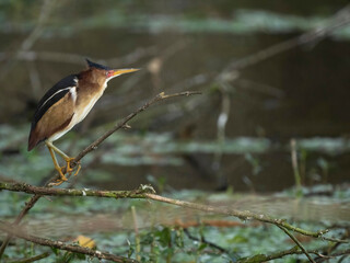 Least Bittern, Ixobrychus Exilis, Florida, USA