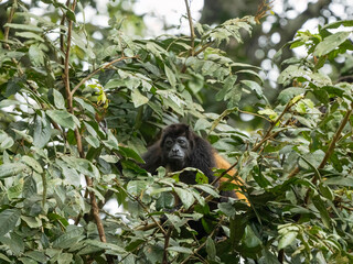 Mantled Howler, Alouatta palliata, Costa Rica, Central America