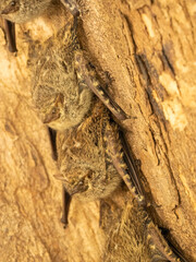 Proboscis Bat, Rhynchonycteris naso, Brazil, South America