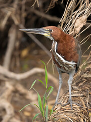 Rufescent Tiger Heron, Tigrisoma lineatum, Brazil, South America