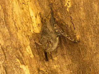 Proboscis Bat, Rhynchonycteris naso, Brazil, South America