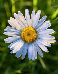 Fototapeta premium Close-up of a delicate white daisy against a vibrant green background.