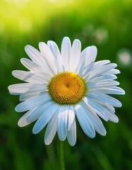 Obraz premium Close-up of a delicate daisy in a vibrant green field.