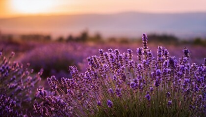 Obraz premium Sunset over a field of lavender. Beautiful purple flowers.
