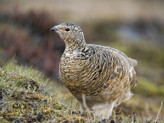 Rock Ptarmigan, Lagopus muta, Svalbard, Europe