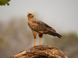 Savanna Hawk, Buteogallus urubitinga, perched, Brazil, South America
