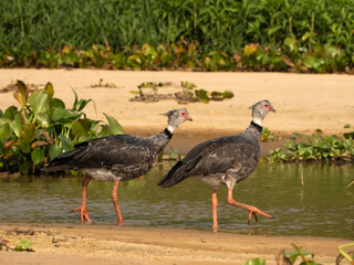 Southern Screamer, Chauna torquata, aka Crested Screamer, Brazil, South America