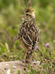 Rufous-naped Lark, Mirafra Africana, Tanzania, Africa
