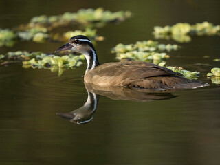 Sungrebe, Heliornis Fulica, American Finfoot, swimming, Matto Grosso, Pantanal, Brazil, South America