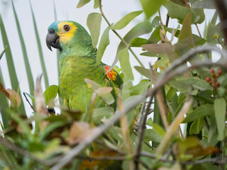 Turquoise-fronted Amazon, Amazona aestiva, aka Turquoise-fronted Parrot, Blue-fronted Amazon, Blue-fronted Parrot, Brazil, South America
