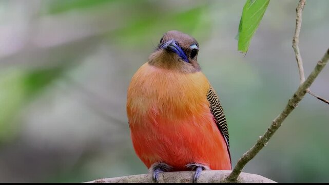 Nature wildlife of Scarlet-rumped trogon (Harpactes duvaucelii) perching on tree branches