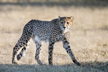 Rescued cheetah, Otjiwarongo in Namibia, Africa