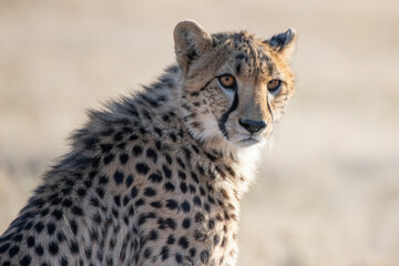 Rescued cheetah, Otjiwarongo in Namibia, Africa