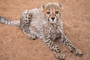 Rescued cheetah, Otjiwarongo in Namibia, Africa