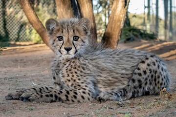 Rescued cheetah, Otjiwarongo in Namibia, Africa