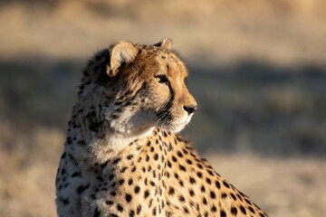 Rescued cheetah, Otjiwarongo in Namibia, Africa