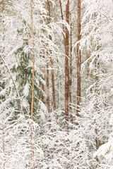 The heavy snowfall in a wild park, winter fairy tale in the forest, snow-covered tree branches, large flakes of snow are slowly falling, nobody, snow storm, blizzard