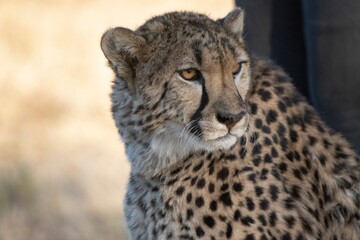 Rescued cheetah, Otjiwarongo in Namibia, Africa