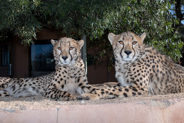 Rescued cheetah, Otjiwarongo in Namibia, Africa