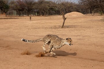 Rescued cheetah, Otjiwarongo in Namibia, Africa © Danita Delimont