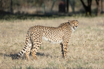 Rescued cheetah, Otjiwarongo in Namibia, Africa