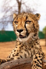 Rescued cheetah, Otjiwarongo in Namibia, Africa