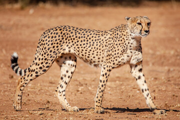 Rescued cheetah, Otjiwarongo in Namibia, Africa