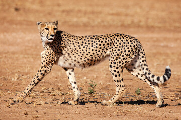 Rescued cheetah, Otjiwarongo in Namibia, Africa