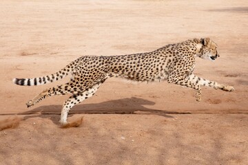 Rescued cheetah, Otjiwarongo in Namibia, Africa