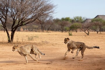 Rescued cheetah, Otjiwarongo in Namibia, Africa