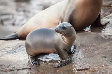 La Jolla, California. Sea lion