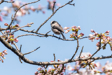 Long-Tailed Tit Perched on a Blossoming Cherry Tree