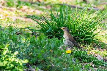 Pale Thrush and Dandelions in a Spring Meadow