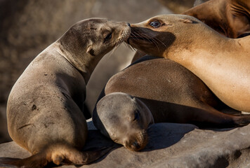 La Jolla, California. Sea lion