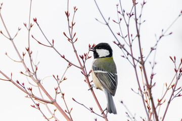 A Japanese Tit Perched on a Spring Branch