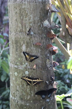 butterflies close up in the woods