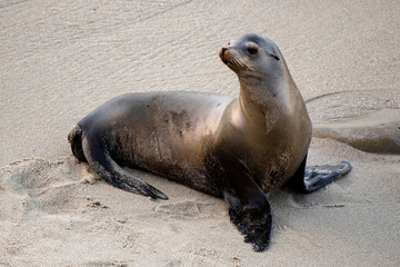 La Jolla, California. Sea lion