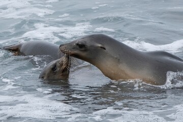 La Jolla, California. Sea lion
