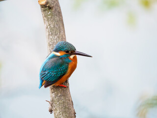 枝でひと休みするカワセミ