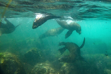 Fototapeta premium La Jolla, California. Sea lion swimming