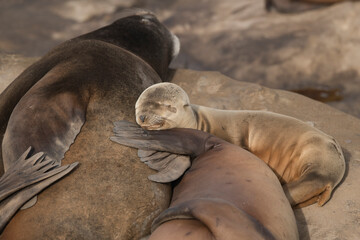 La Jolla, California. Sea lion
