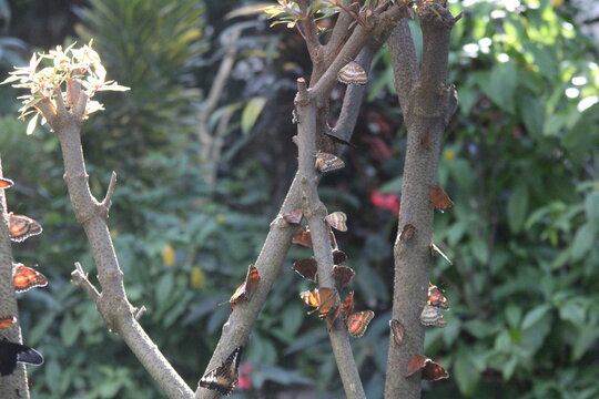 butterflies close up in the woods