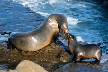 Fototapeta premium La Jolla, California. Sea lion