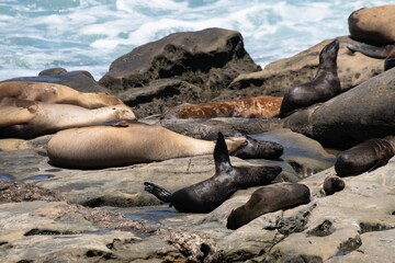 La Jolla, California. Sea lion