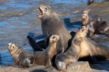 Fototapeta premium La Jolla, California. Sea lion
